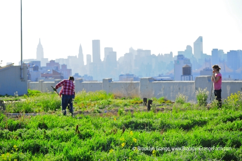 A Rooftop In Brooklyn Pushes Boundaries Of Health And Sustainability